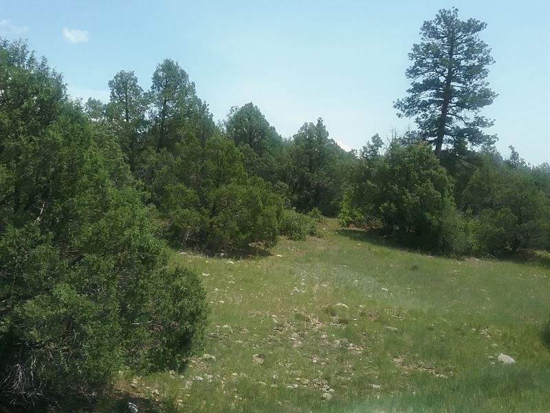 Gorgeous Acreage in Chama, NM : Chama : Rio Arriba County : New Mexico