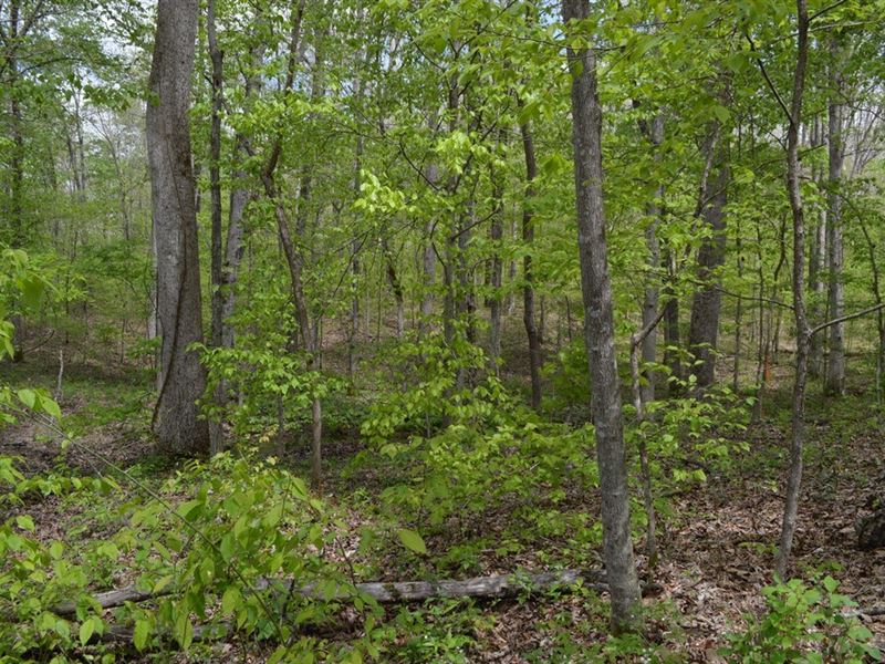 homes for sale in lewis county tn
