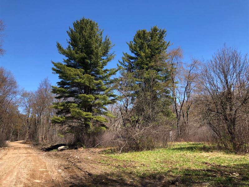 Walk to O'hara State Forest : Williamstown : Oswego County : New York