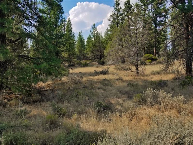 2.3 Acres with Stunning Trees : Bonanza : Klamath County : Oregon