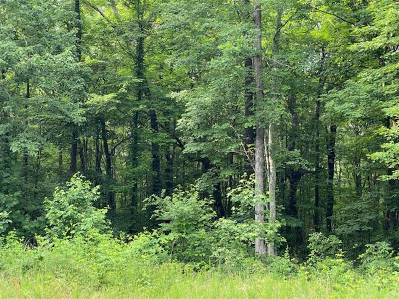 5.55+/-Acres Beautiful Wooded Prop : South Pittsburg : Marion County : Tennessee