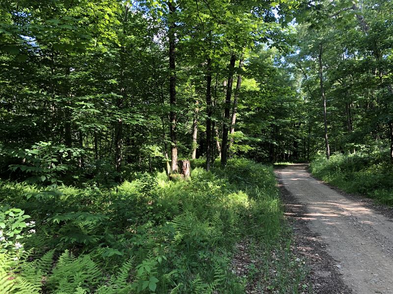 Point Rock Woodlands : Lewis : Lewis County : New York