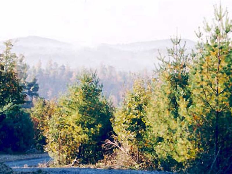 Great Find : Galax : Carroll County : Virginia