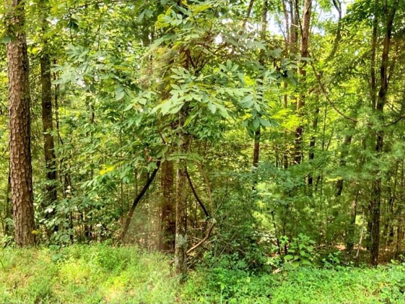 Tickanetley Road : Ellijay : Gilmer County : Georgia