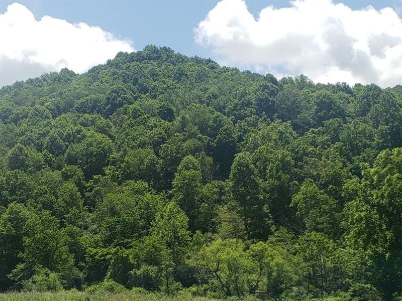 4 Acres Mountain Land Cavitts Creek : North Tazewell : Tazewell County : Virginia