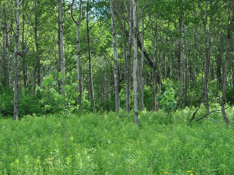 Wooded Lot Ideal for New Home : Madison : Madison County : New York