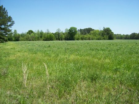 17 Acre Homesite Or Minifarm : Tar Heel : Bladen County : North Carolina