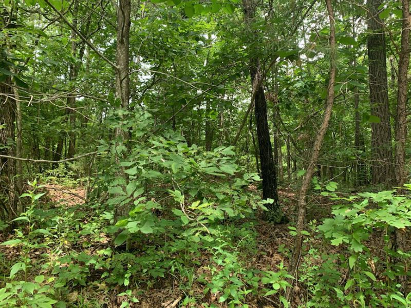 3.63 Ac Land No Building Codes : Potosi : Washington County : Missouri