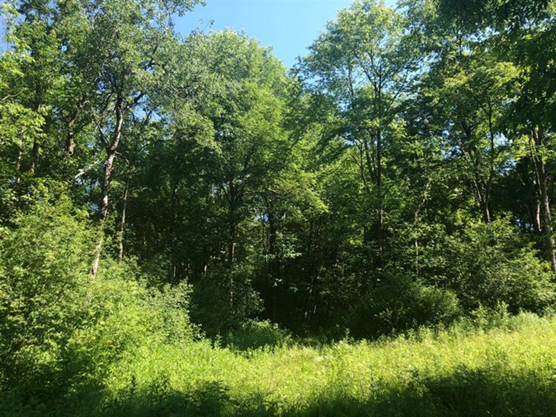 Beaverdam Forest : Williamstown : Oswego County : New York