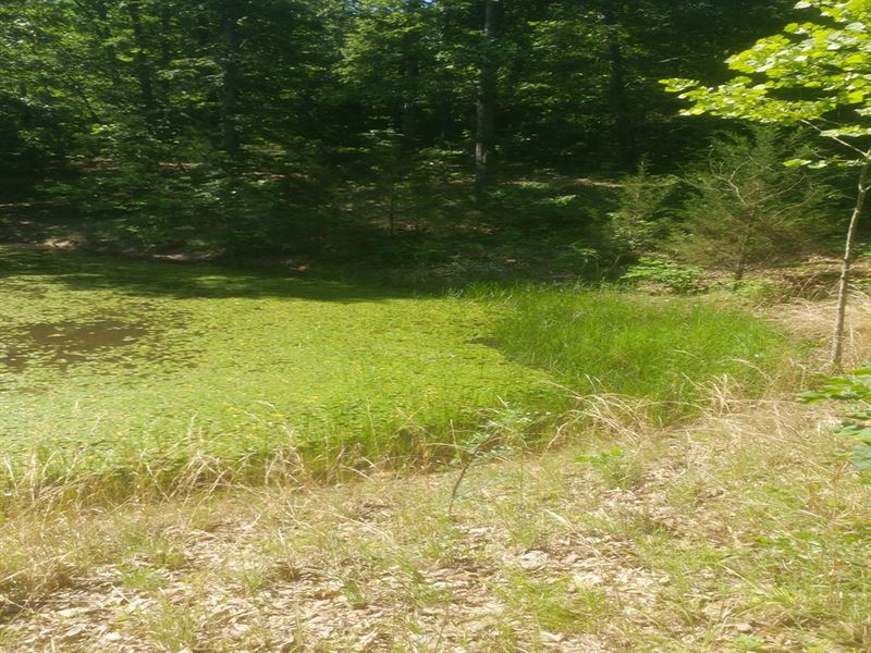 Ozarks Rural Vacant Land for Sale : Gepp : Fulton County : Arkansas