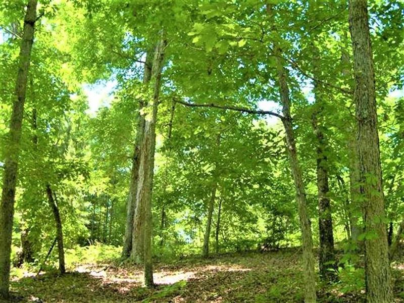 20 Acres Neat Place For Home/Cabin : Toone : Hardeman County : Tennessee