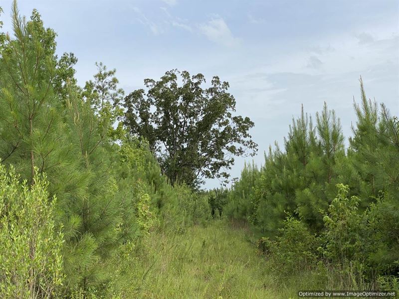 Beautiful Home Sites and Hunting : McCall Creek : Franklin County : Mississippi