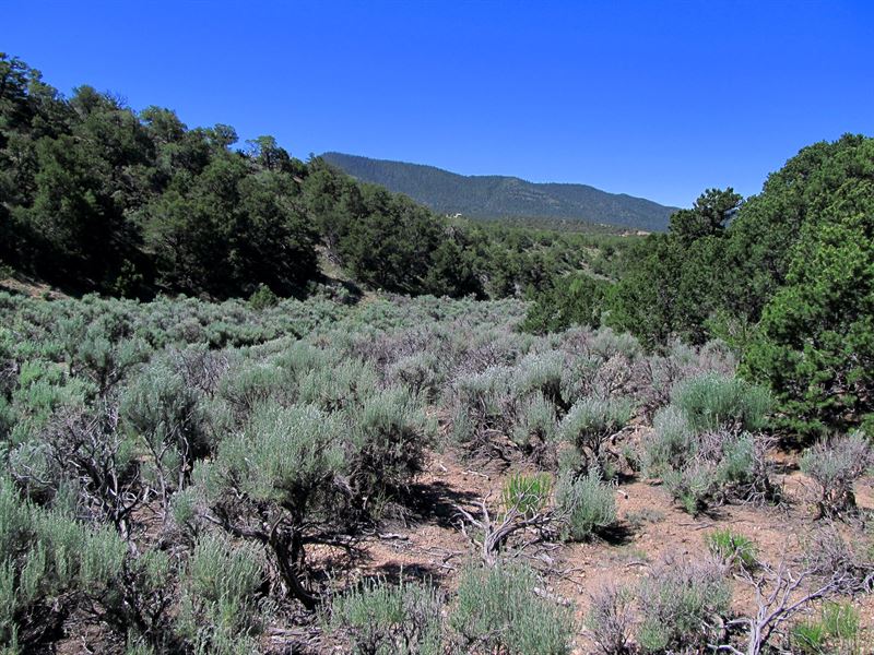 Culdesac Lot, Trees and Seclusion : Fort Garland : Costilla County : Colorado