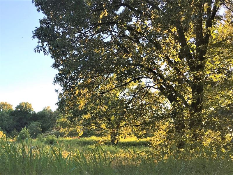 5 Acre Wooded Home Sites for Sale : Coleman : Johnston County : Oklahoma