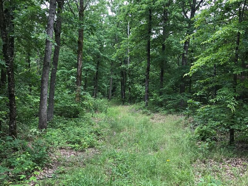 Ozark Hunting / Recreational Land : Leslie : Searcy County : Arkansas