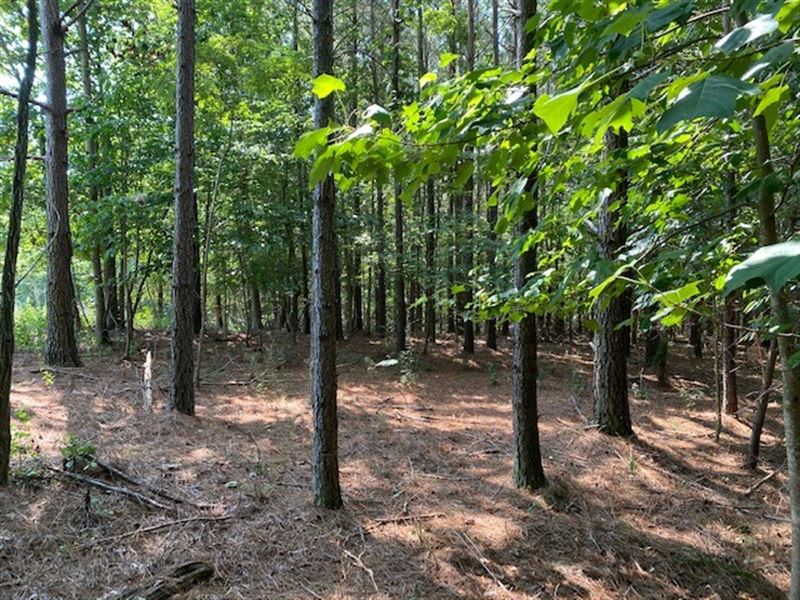 7.62+/- Acres Wooded Property : South Pittsburg : Marion County : Tennessee