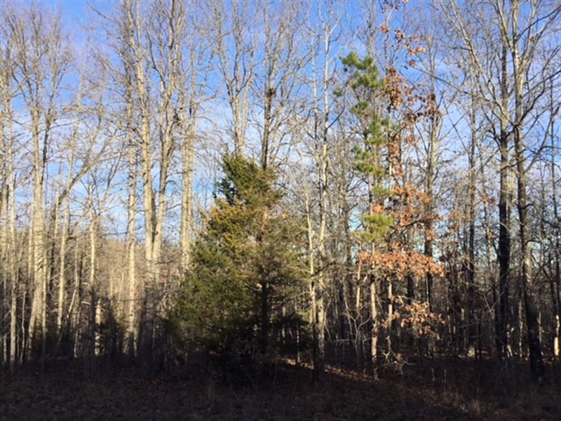 Prime Hunting Property for Sale : Hartshorn : Texas County : Missouri