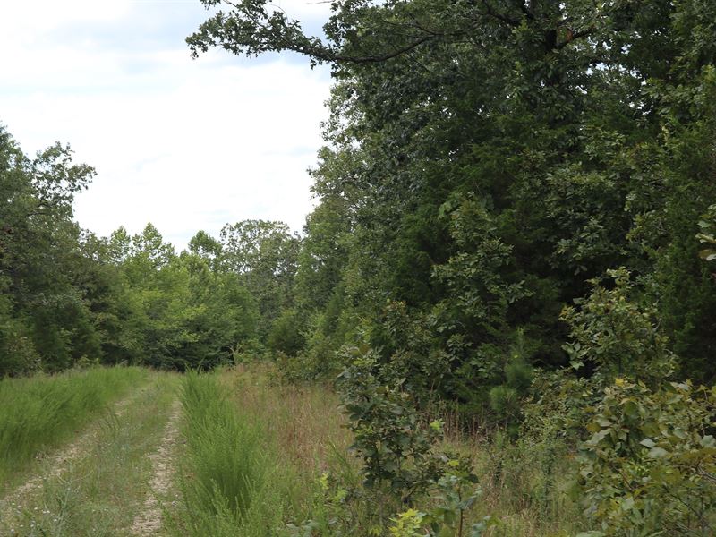 Wooded Acreage in Sharp County AR : Poughkeepsie : Sharp County : Arkansas