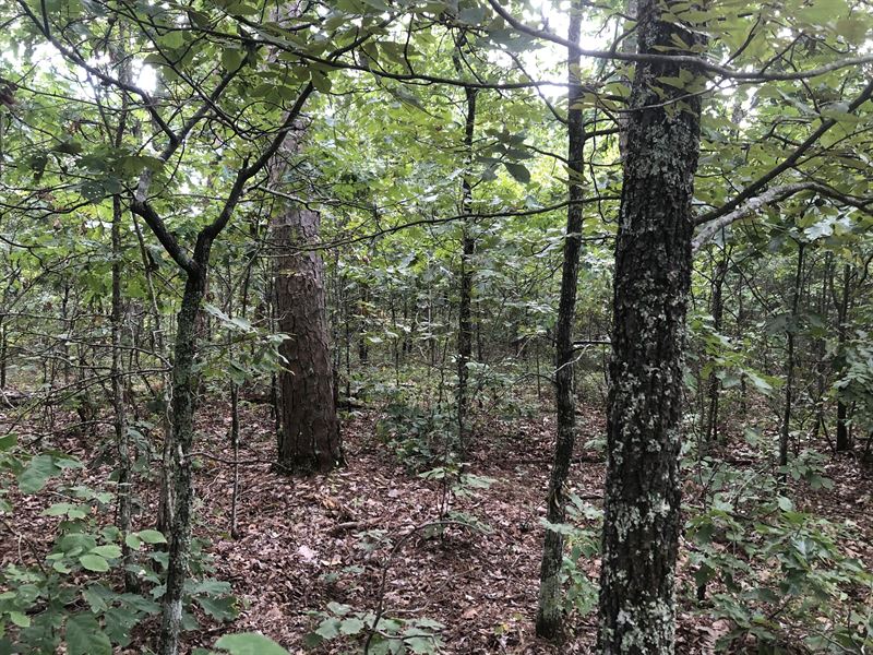 Searcy County Arkansas Cabin Site : Leslie : Searcy County : Arkansas