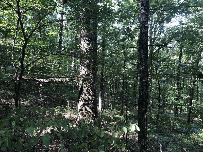 4.25 Acres on Dennard Mountain : Leslie : Van Buren County : Arkansas