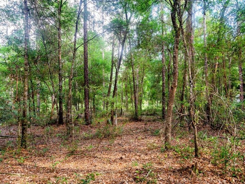 2.39 Acres Vacant Land in Old Town : Old Town : Dixie County : Florida