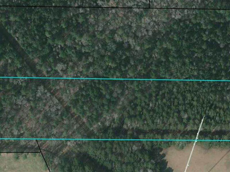 Witcher Road Wooded Tract : Newnan : Coweta County : Georgia