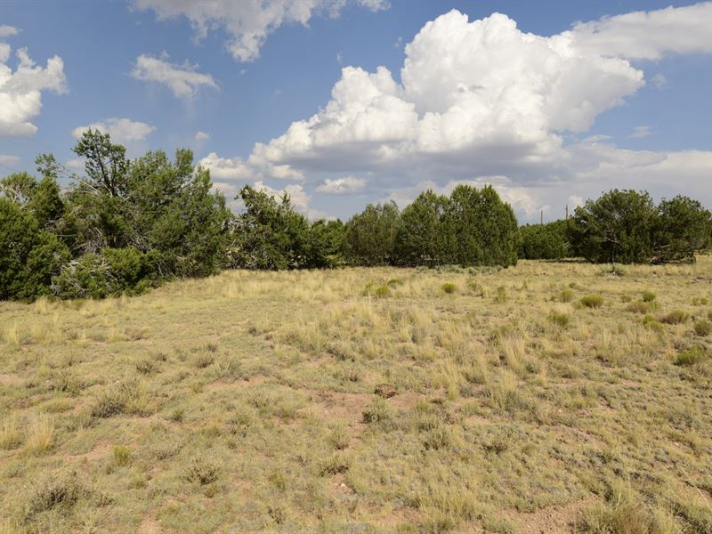 Perfect Spot to Camp or Build : Seligman : Yavapai County : Arizona