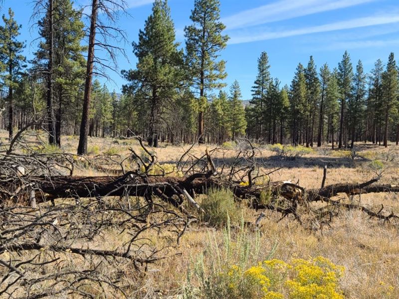 2.38 Acre Wooded Lot : Chiloquin : Klamath County : Oregon