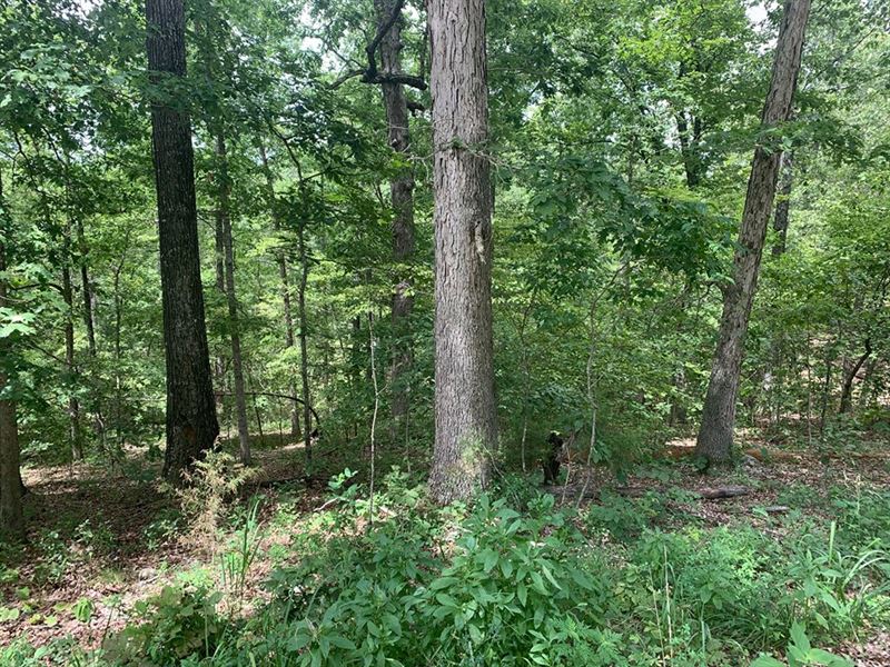RV Tiny Home Ready Off Grid Lot : Henderson : Baxter County : Arkansas