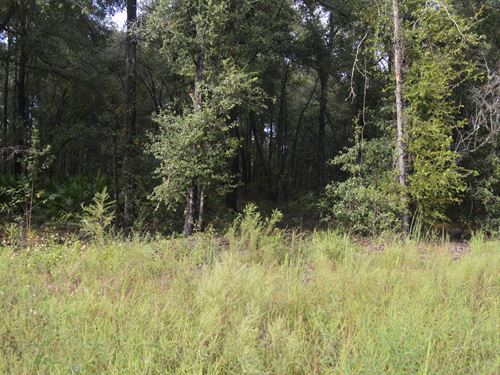 Nice Wooded Rural Lot : Obrien : Suwannee County : Florida
