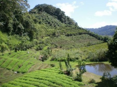 Mountain Coffee Farm & Ponds : Orosi : Costa Rica