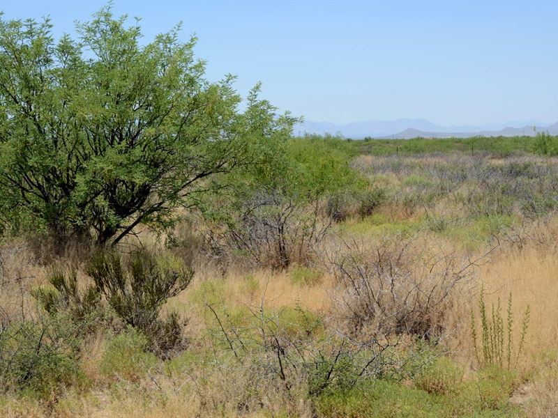 Turkey Creek, Ru-4, Awesome, $250/M : Sunizona : Cochise County : Arizona