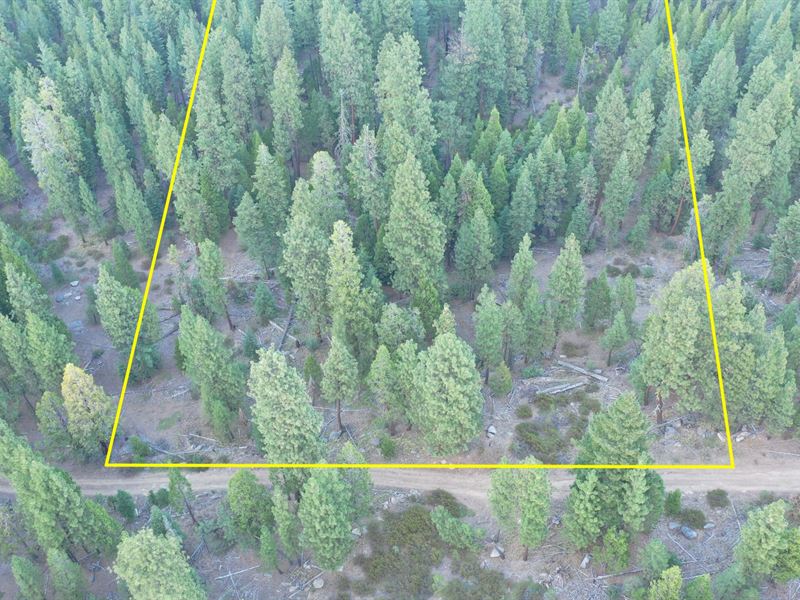 Heavily Wooded 1.56 Acres : Bonanza : Klamath County : Oregon
