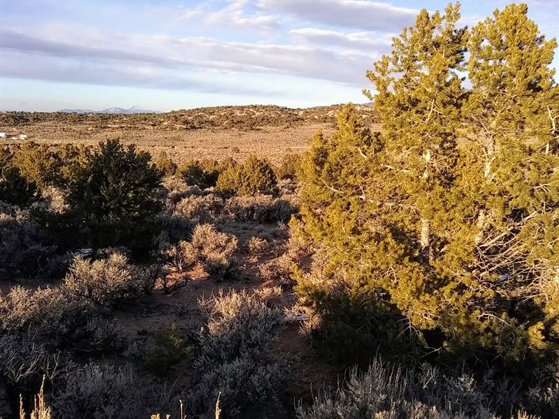 5 Acres with Trees and Great View : Fort Garland : Costilla County : Colorado