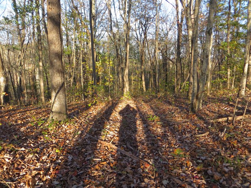 Wooded, Creek, Private : Spring City : Bledsoe County : Tennessee