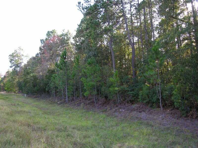 5.92 Acres : Portal : Bulloch County : Georgia