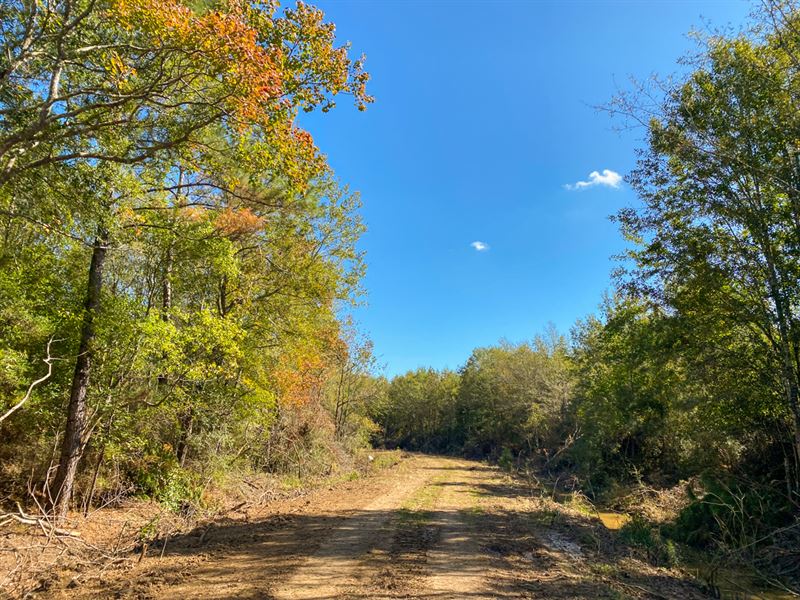 20 Acres Devers Woods Tract 20 : Devers : Liberty County : Texas