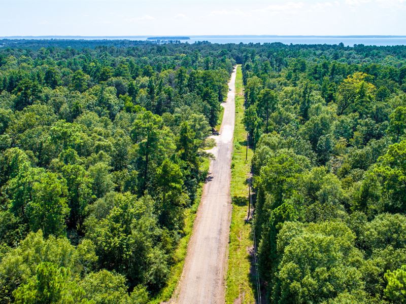 Wooded Lot, Frontage Near Lake : Livingston : Polk County : Texas