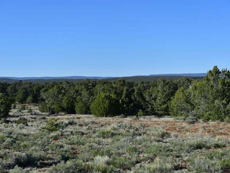 3.45 Acres with Trees & Water : Pine Hill : Cibola County : New Mexico
