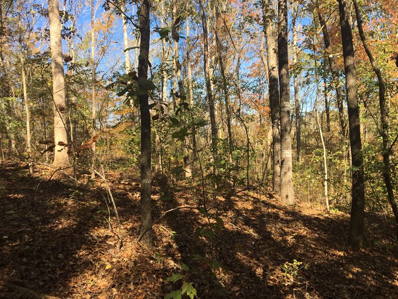 Gorgeous Wooded Lot, Foxwood Hills : Westminster : Oconee County : South Carolina
