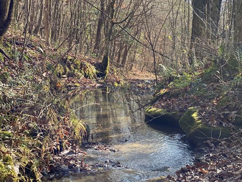 White Oak Falls, Owner Financing : Williamsburg : Whitley County : Kentucky