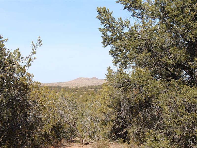 20 Acres Tall Juniper Pines : Seligman : Yavapai County : Arizona