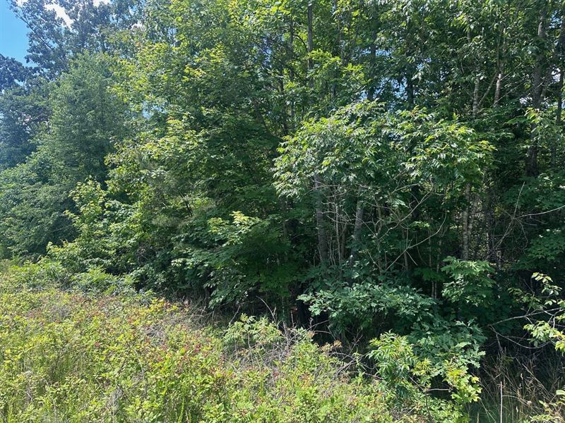 1.37 Acres Wooded Lot Near Chatta : South Pittsburg : Marion County : Tennessee