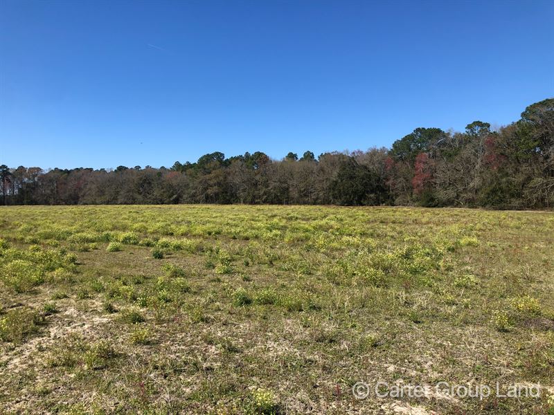 8 Acre Country Homesite : Jesup : Wayne County : Georgia