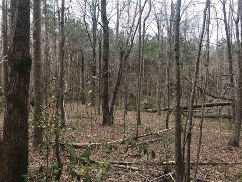 4 Acres Oneonta, AL : Oneonta : Blount County : Alabama