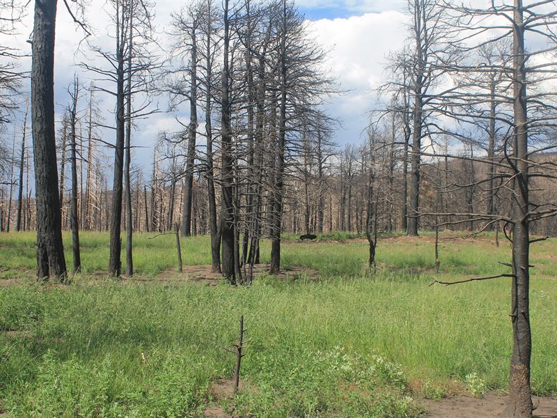 Beautiful Forbes Park Land Views : Fort Garland : Costilla County : Colorado
