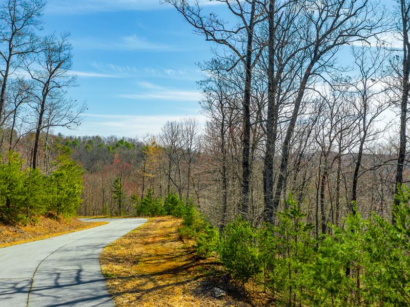 Wooded Lot w Electric & Paved Roads : Wilkesboro : Wilkes County : North Carolina