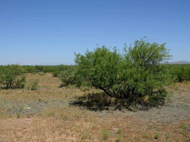 Nice, Ru-4, Med Can Approve, $300/M : Sunizona : Cochise County : Arizona