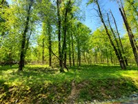 3/4 Acre Lake Access Building Lot : Mooresburg : Hawkins County : Tennessee