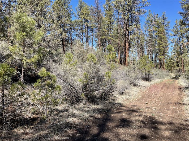 Treed Parcel Near Publiclands : Bonanza : Klamath County : Oregon